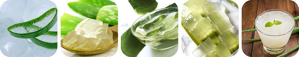 Fresh Pure Organic Aloe Vera Leaves