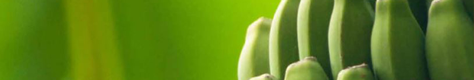 Licor Plátano Canarias