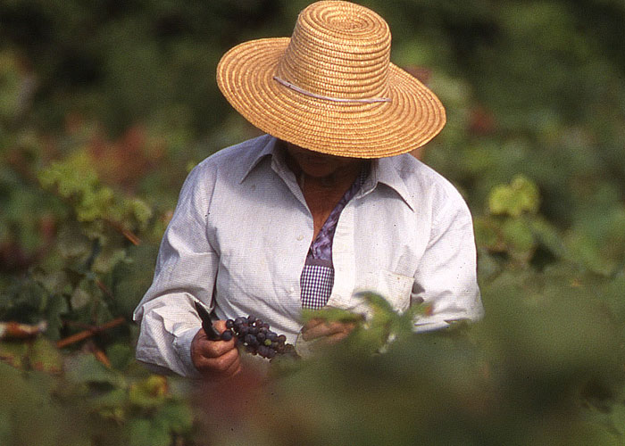 Vinos Viña Norte, Tintos, Blancos, Afrutados, Rodados, Maceración carbónica, Barrica, Crianza, ...