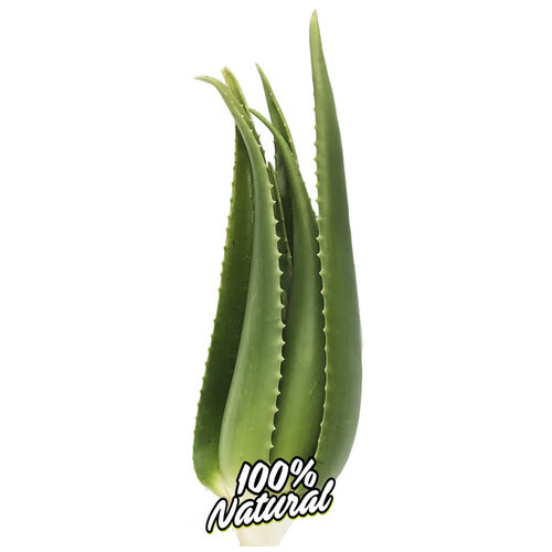 Kanaren produkte Kanarische Aloe Vera Pflanze 3 jahre old