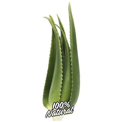 Productos Canarios Planta de Aloe Vera Viva Penca Zabila