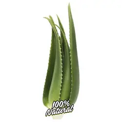 Planta de Aloe Vera Viva Penca Zabila