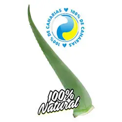 Hoja Aloe Vera Canario Penca Zabila Super Premium