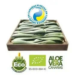 5 Kg Aloe Vera Organic Blatt Penca Zabila