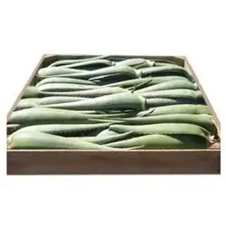 5 Kilos de Hojas de Aloe Vera de 12 años